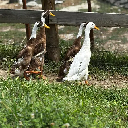 Alojamento de Acomodação e Pequeno-almoço Fantail Sciolze