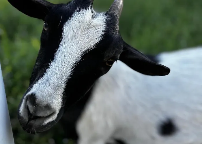 לינה וארוחת בוקר Fantail 3*