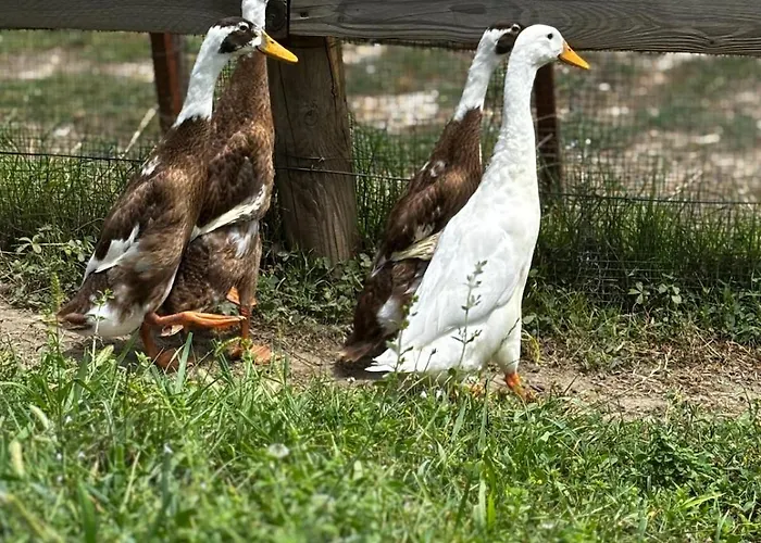 Bed & Breakfast Fantail Sciolze