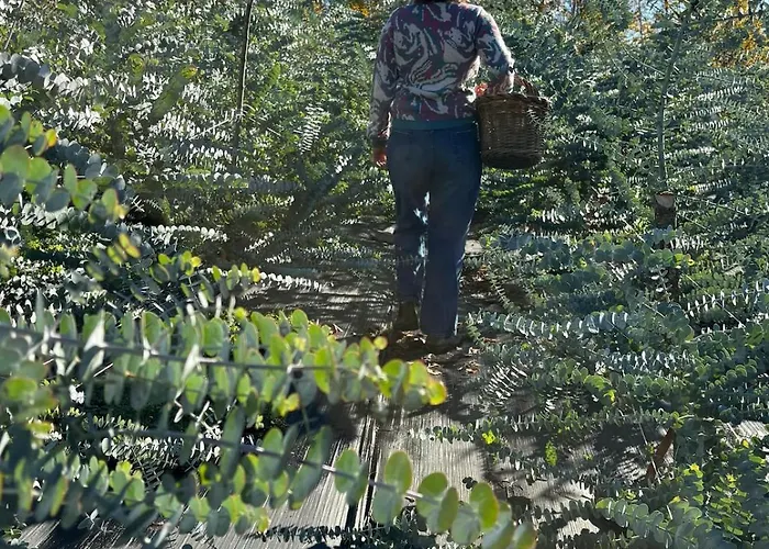 ベッド・アンド・ブレックファスト Fantail